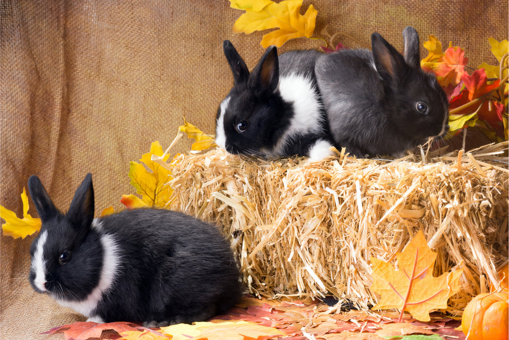 Rabbits eat pumpkin clearance
