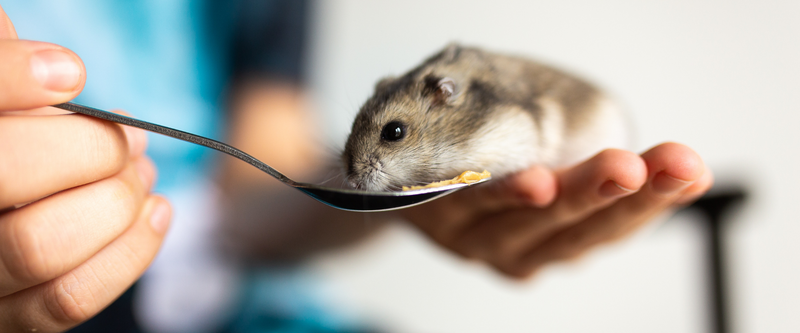 Hamster being held