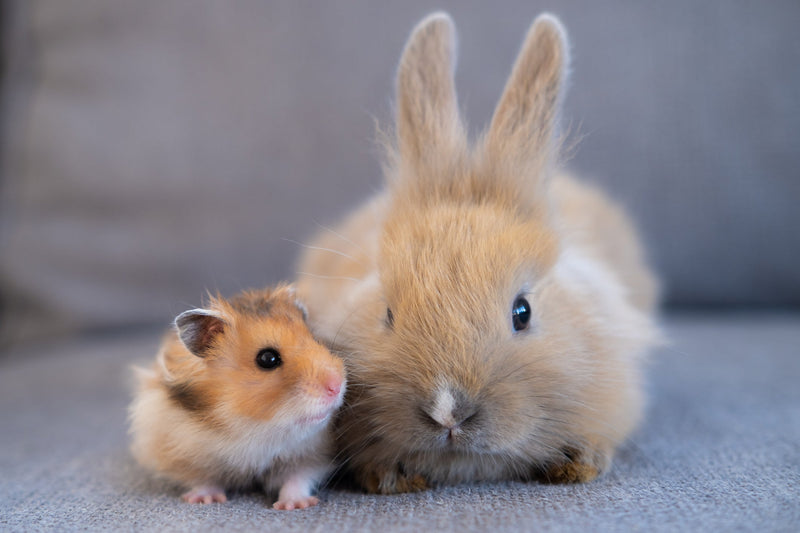 Timothy Hay for Hamsters: The Best Guide