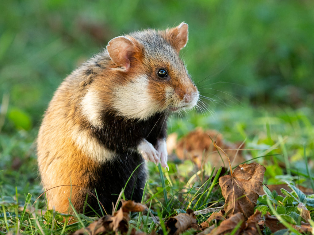 Picture Idea: What Should Hamsters Eat A Complete Guide To Hamster Nutrition