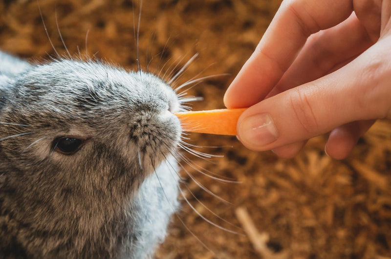 What fruit and veg can I feed my rabbit?