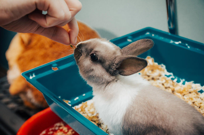 How to litter train a rabbit