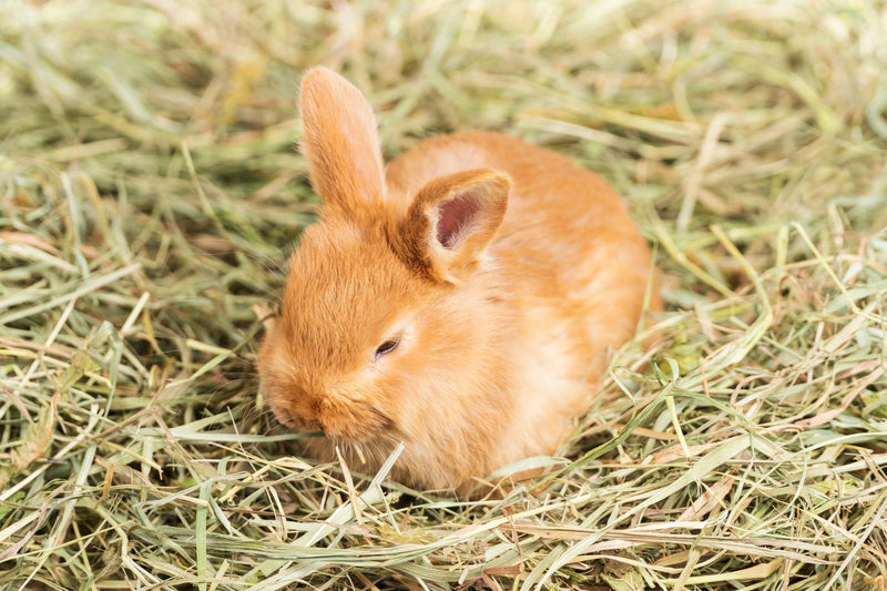 Alfalfa Hay vs Timothy Hay: Which Is Best for Small Pets?