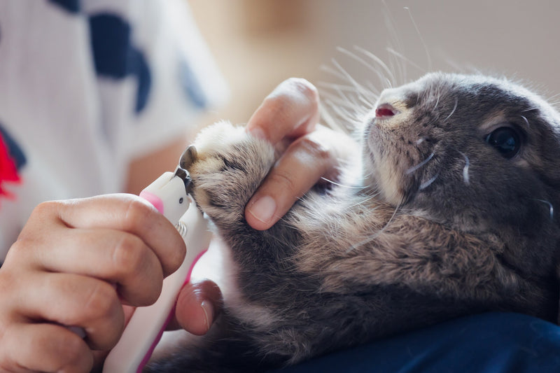 How to Cut a Rabbit’s Nails: The Complete Guide for Pet Parents