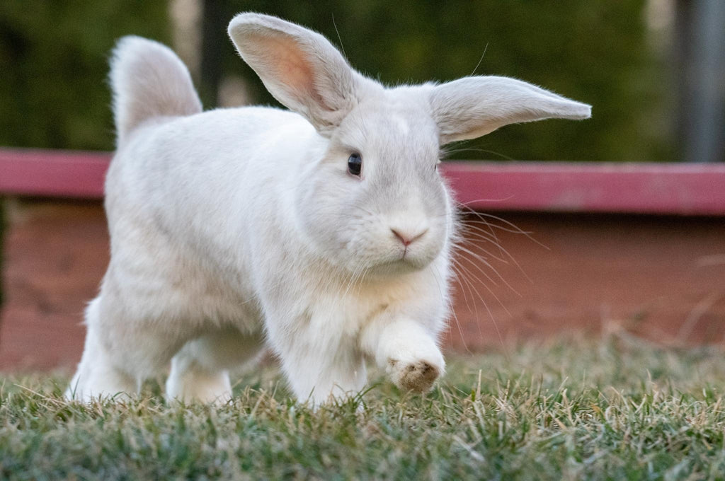 How Much Exercise Does A Rabbit Need? More Than You Think For A Happy Bunny!