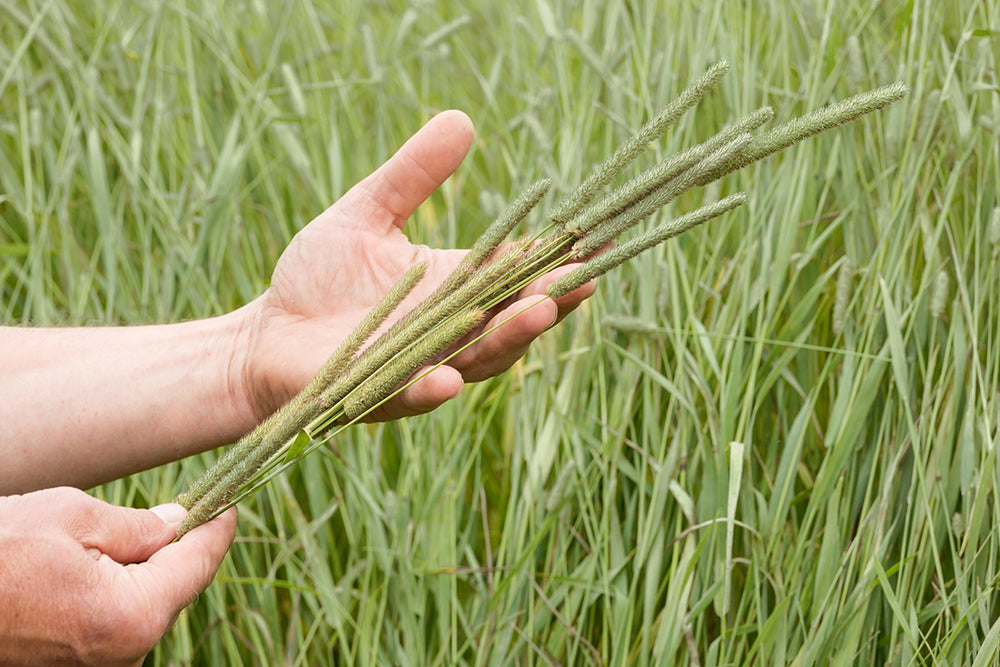 <h1><strong>Premium Timothy Hay for Rabbits & Small Pets</strong></h1>