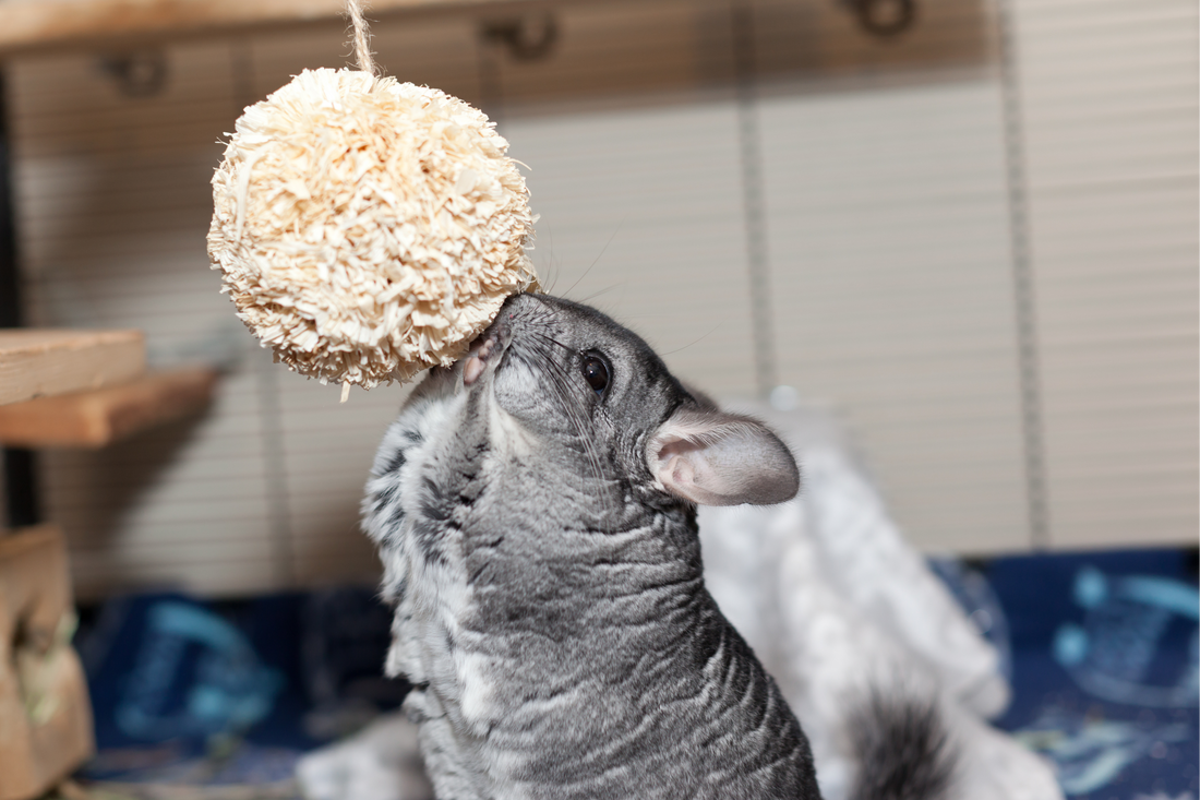 What Fruit Can Chinchillas Eat?