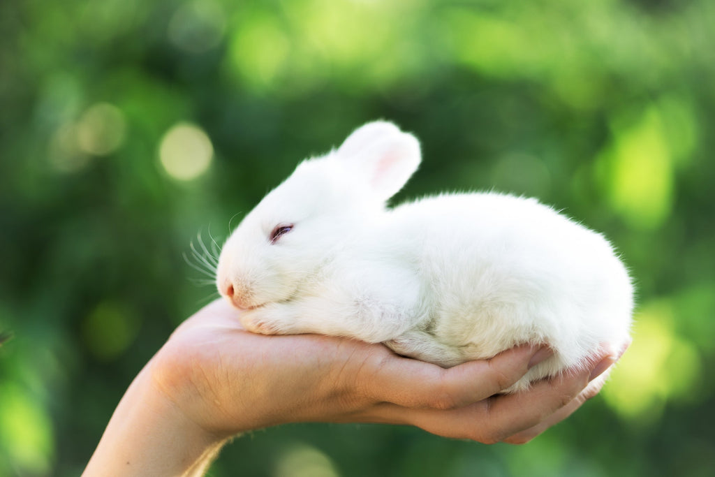 How to Hold a Rabbit Safely – Newhay