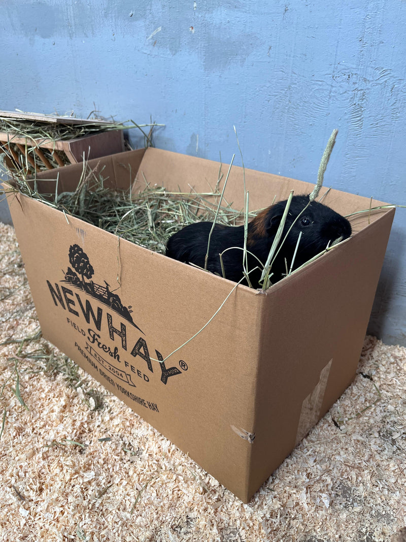 How to House a Guinea Pig: Everything You Need to Create the Perfect Home