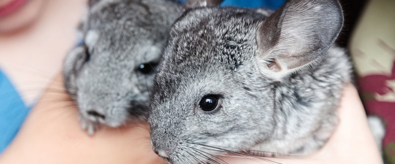 Chinchilla feeding guide