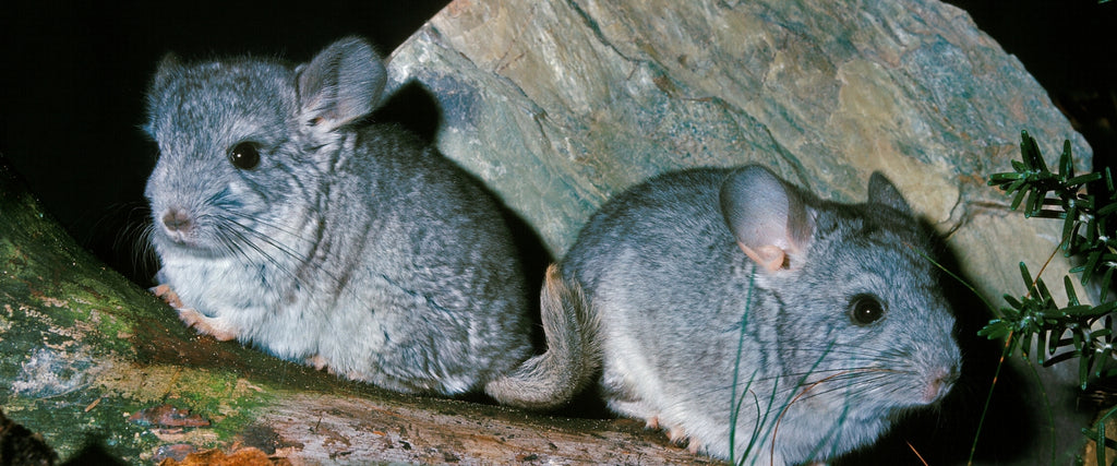 Get to know your chinchillas better – Newhay