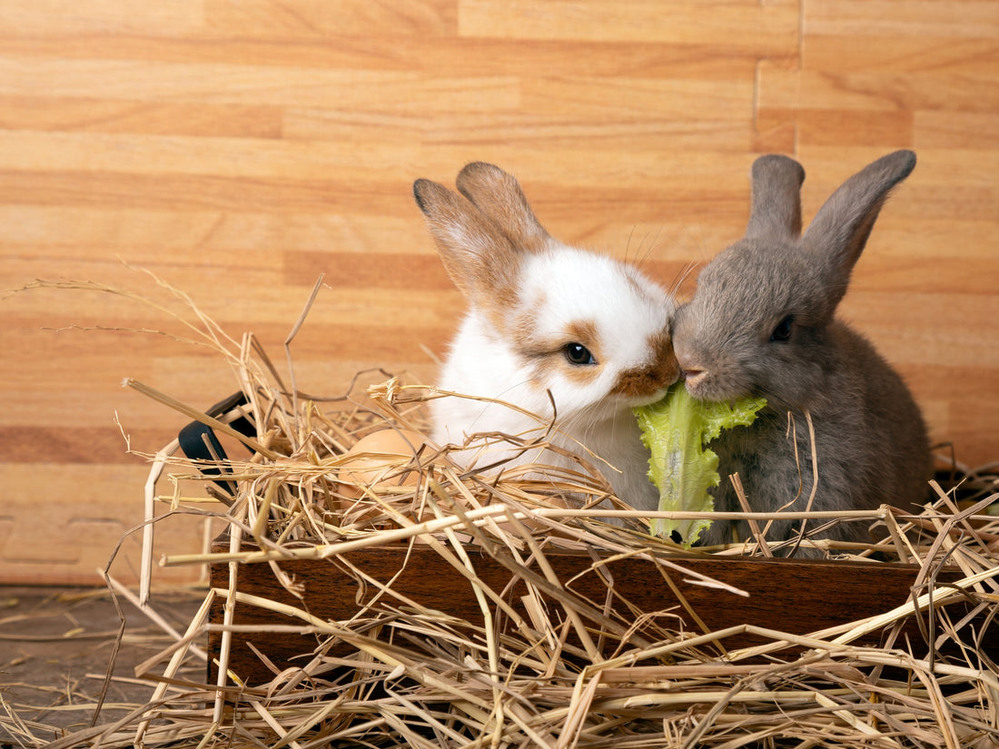The Best and Healthiest Lettuce for Rabbits: A Complete Guide for Pet Owners