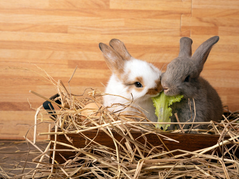 The Best and Healthiest Lettuce for Rabbits: A Complete Guide for Pet Owners
