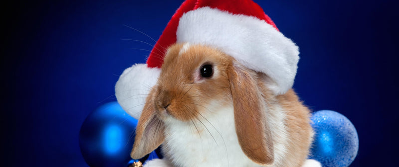 Festive Pet photo competition winners announced!