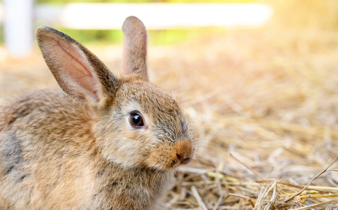 How to Keep Rabbits Cool in Summer