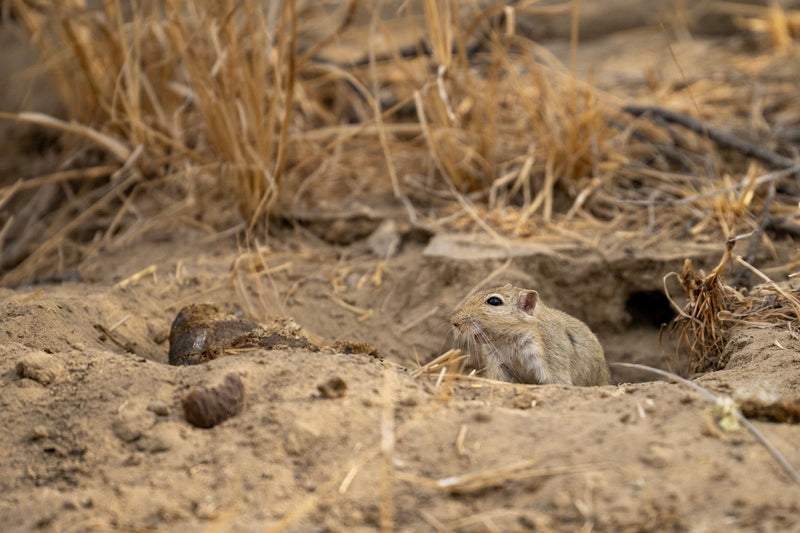 What Do Gerbils Eat? A Complete Guide to a Healthy Diet