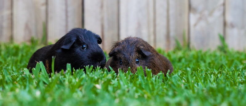 The ultimate guide to foraging for your small pets