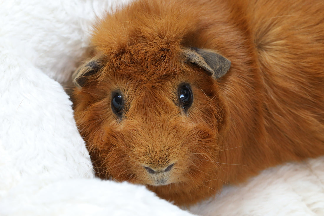 What to feed guinea pigs