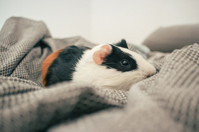 Beginners guide to keeping your guinea pigs health in check