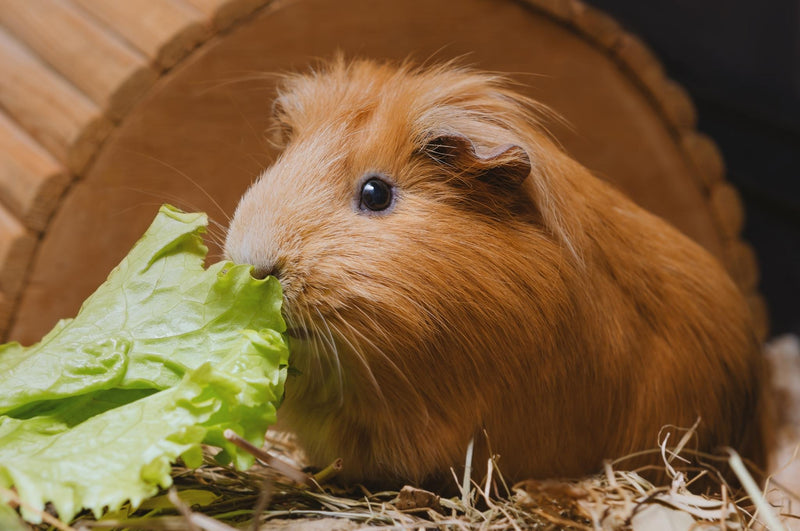 Why do guinea pigs squeak? And other FAQs