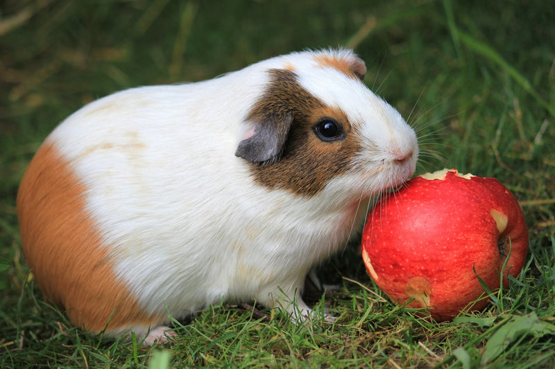 Fruits That Guinea Pigs Can Safely Eat