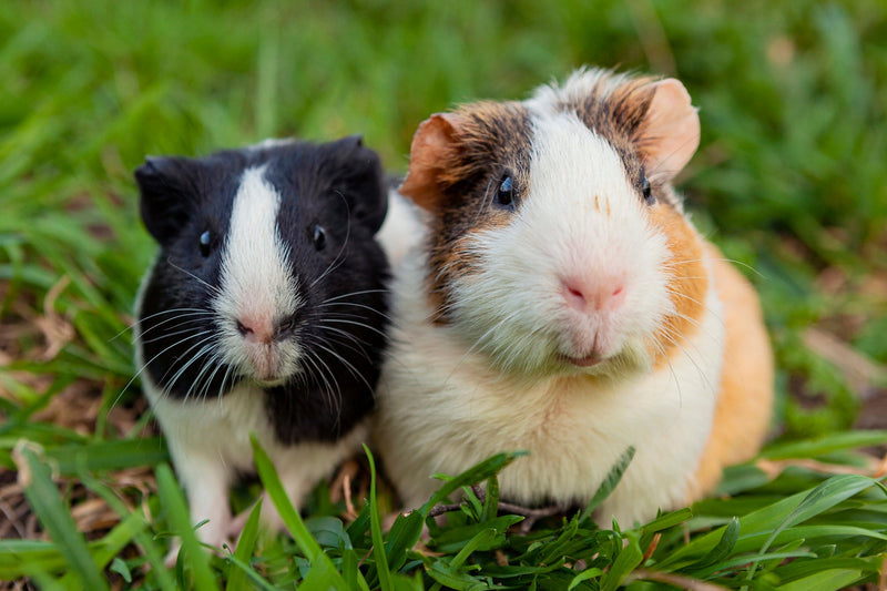 Why Is Hay Important for Guinea Pigs?