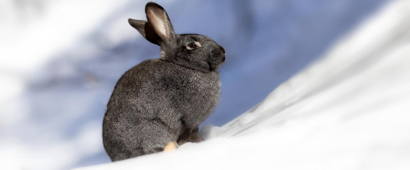 Rabbit in snow