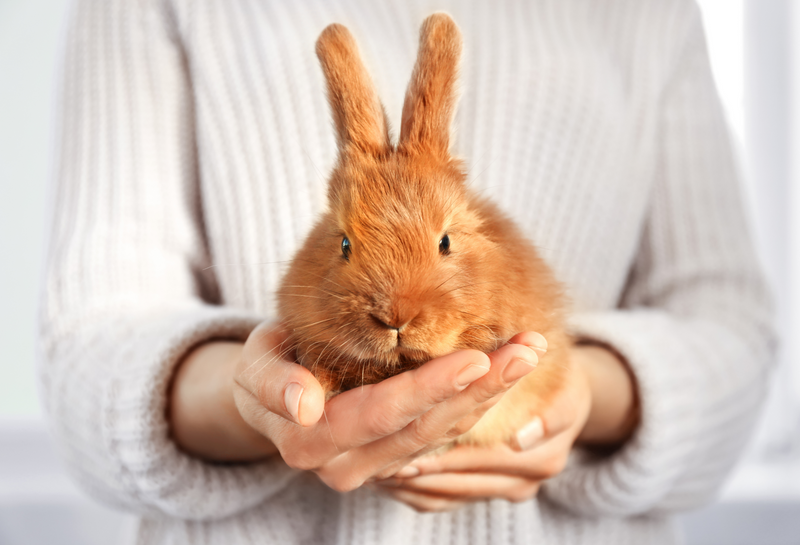 What to feed rabbits