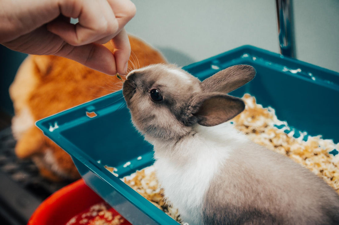 How to Litter Train a Rabbit