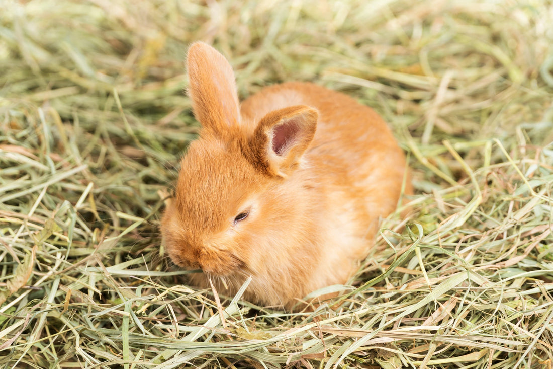 Alfalfa Hay vs Timothy Hay: Which Is Best for Small Pets?