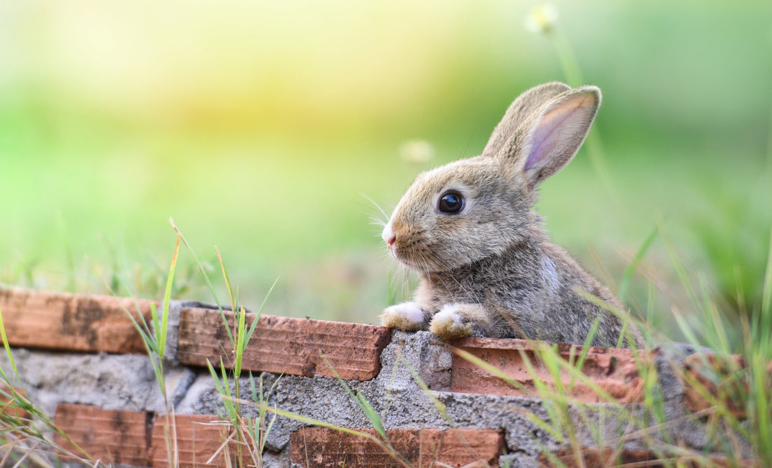 How to Check Your Rabbit’s Teeth: A Complete Guide for Pet Owners