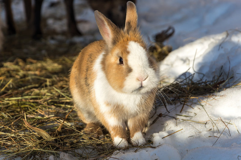 rabbits outdoors during winter