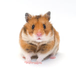 Hamsters