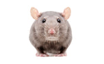 Rats