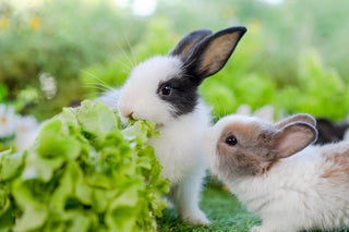 Feeding Rabbits