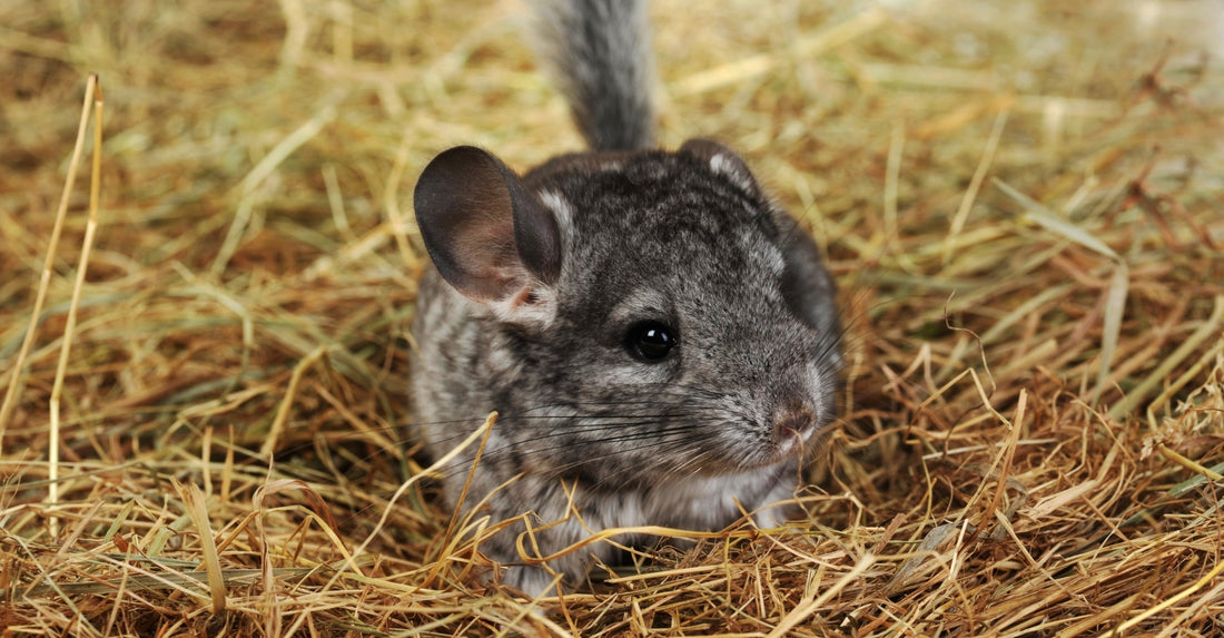 Small pets feeding hay