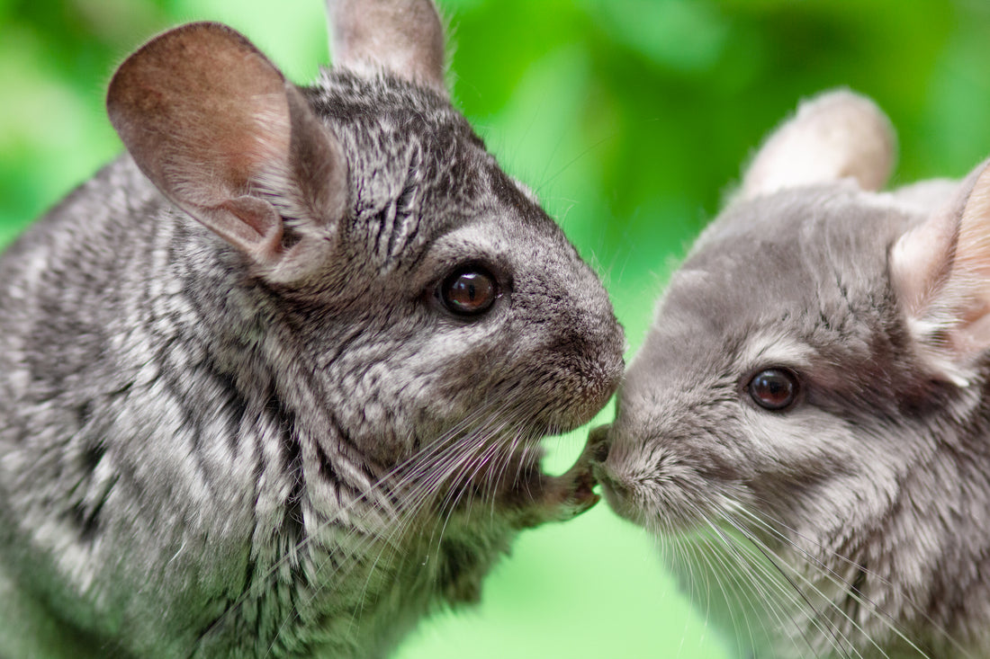 Premium Timothy Hay for Chinchillas