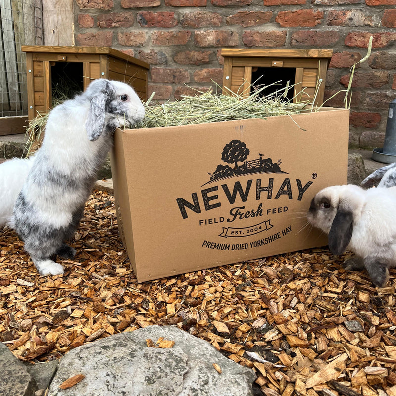 Newhay field fresh feed box filled with hay sits on wood chips in a rabbit enclosure
