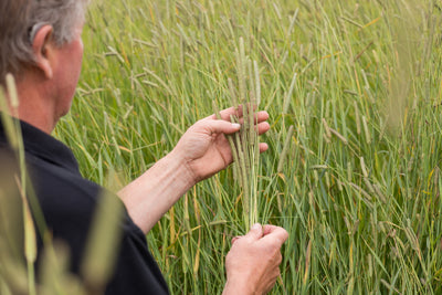 Timothy Hay vs. Meadow Hay – What’s the Difference?