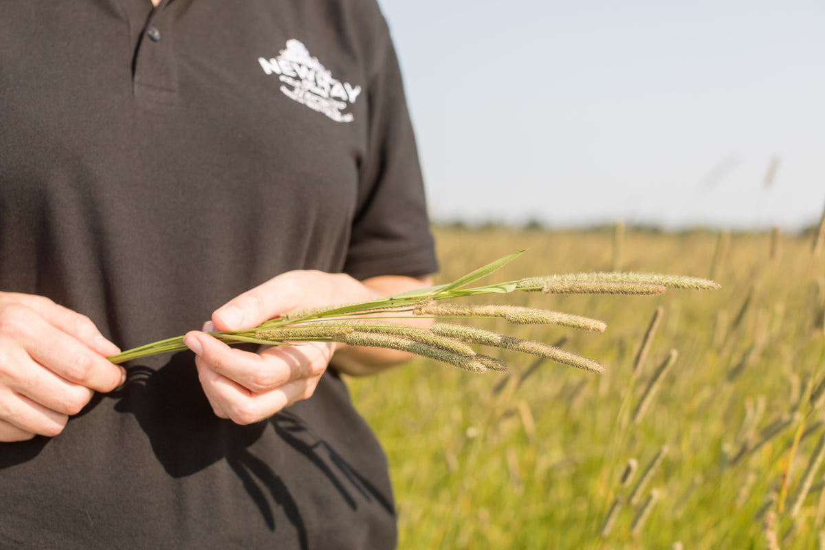 Timothy Hay - High fibre, daily staple