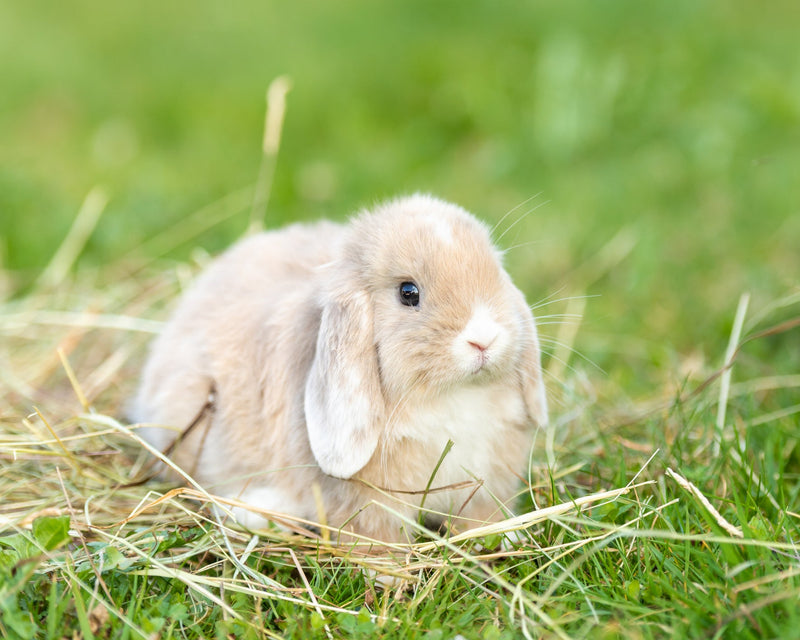 Hatay Rabbit Rabbit Hay UK | Timothy & Meadow Hay for Rabbits – Newhay